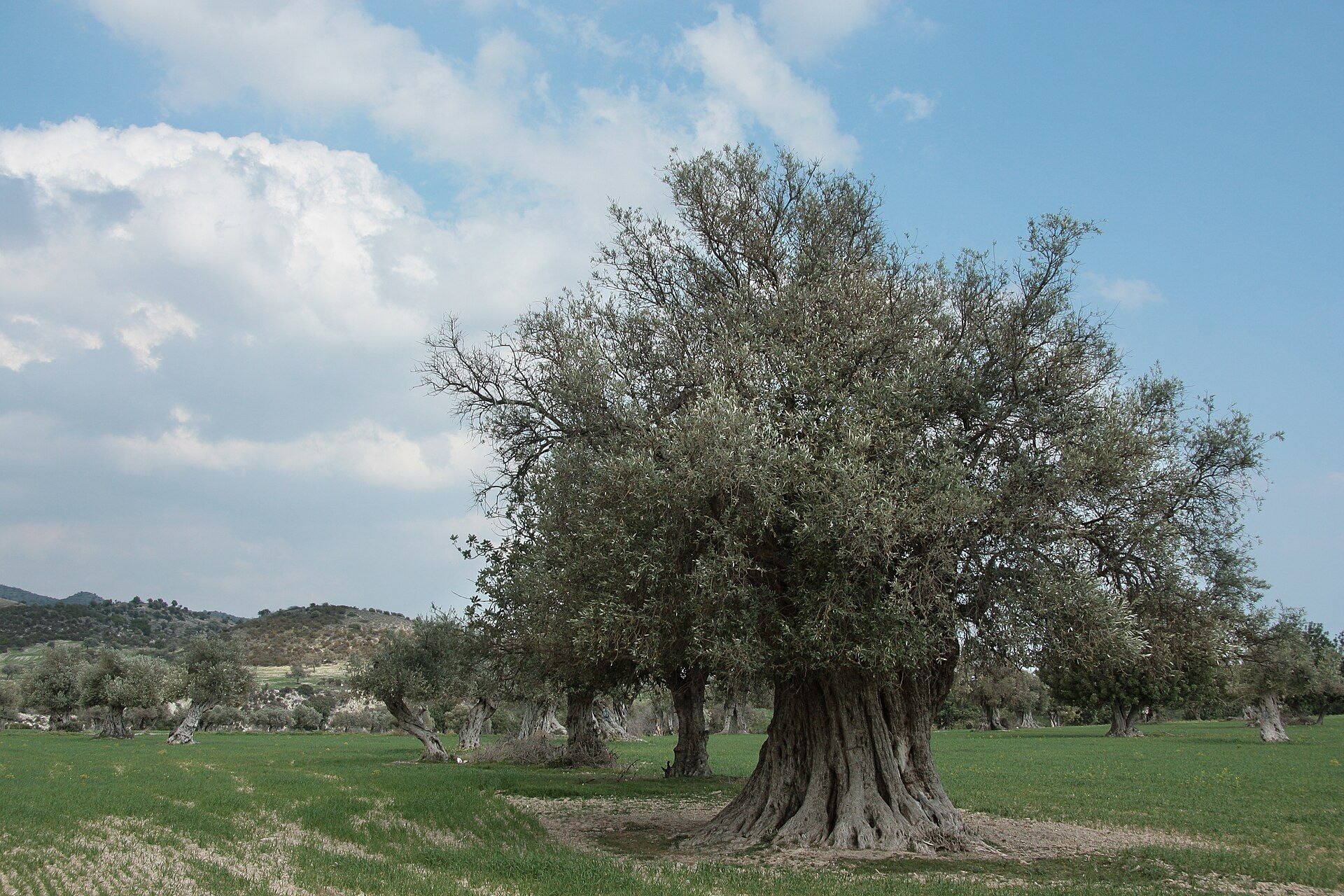 News from North Cyprus